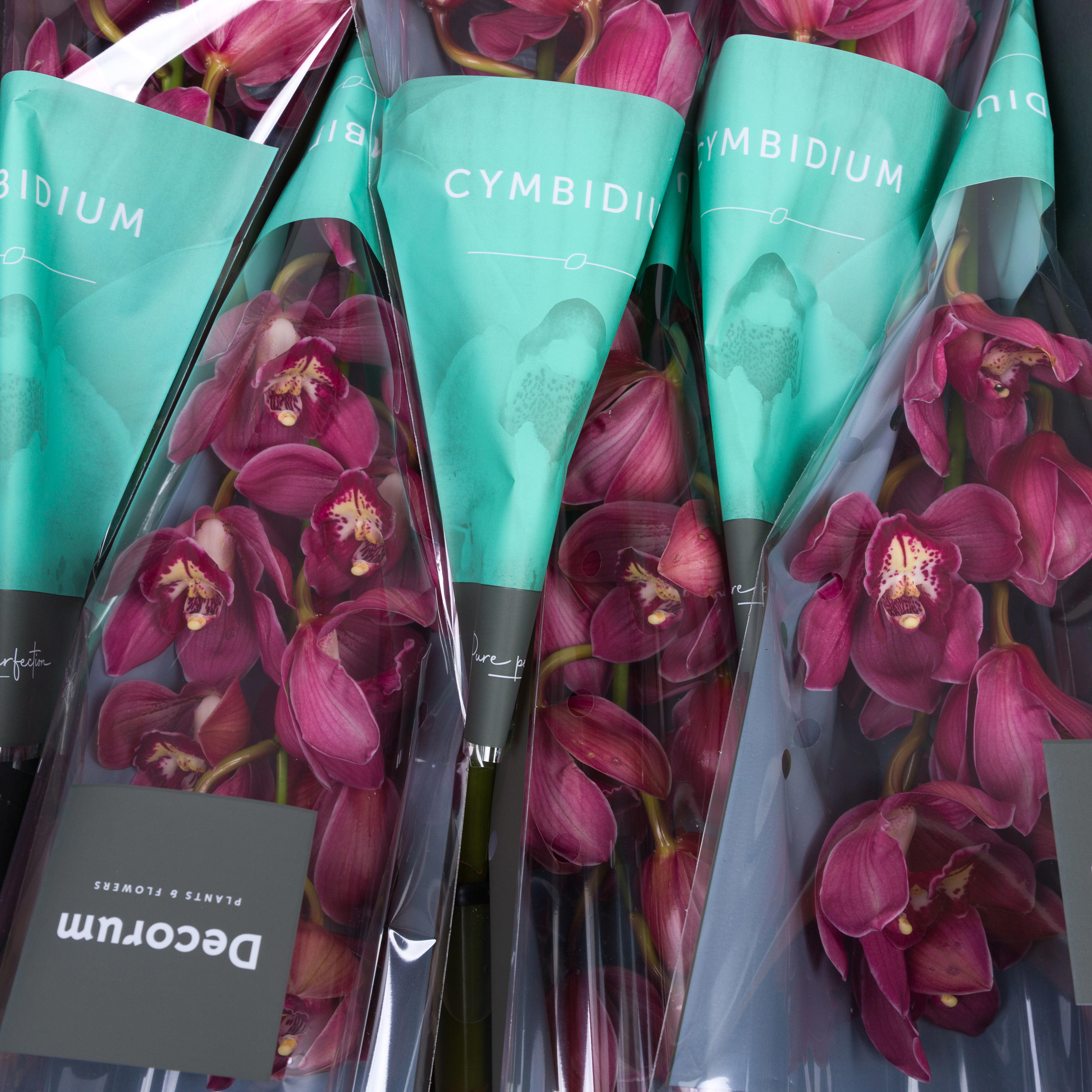 8x Cymb.tak red dream 80cm