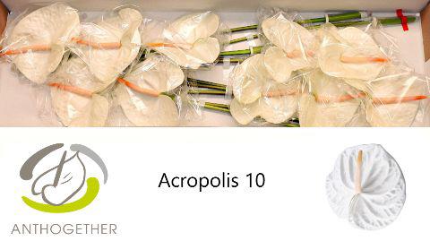 10x Anth.acropolis 10cm