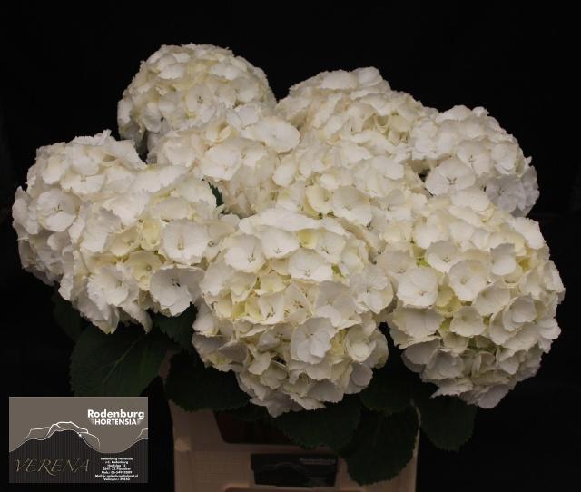 10x Hydr.white verena 80cm
