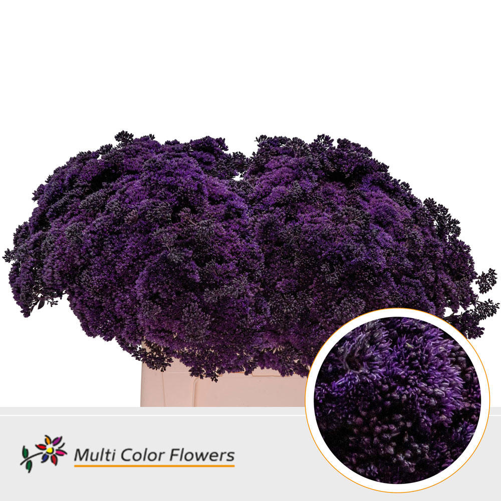 25x Sedum aubergine 50cm