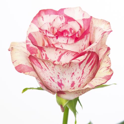 10x Rosa barracuda 40cm