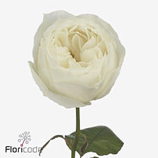 10x Rosa parfume blanche! 50cm