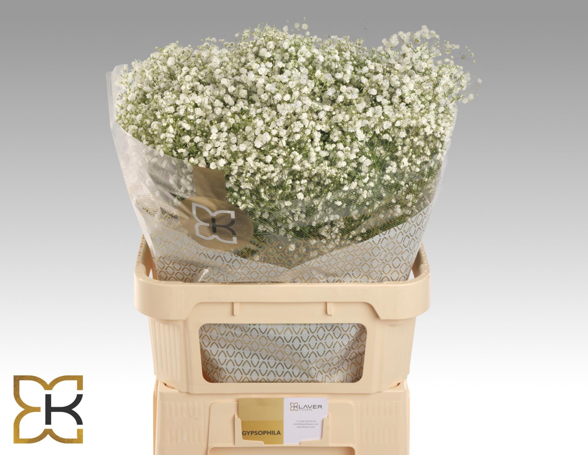 25x Gipskruid xlence 80cm