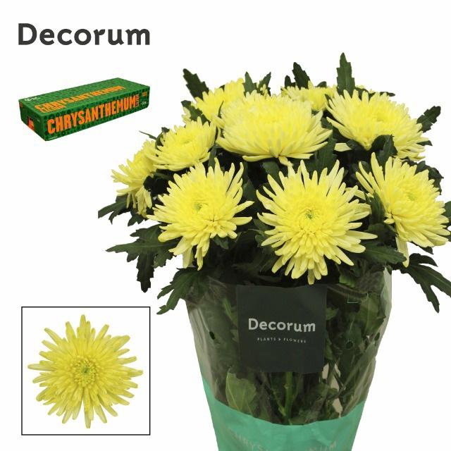 10x Chrysant topspin yellow 70cm