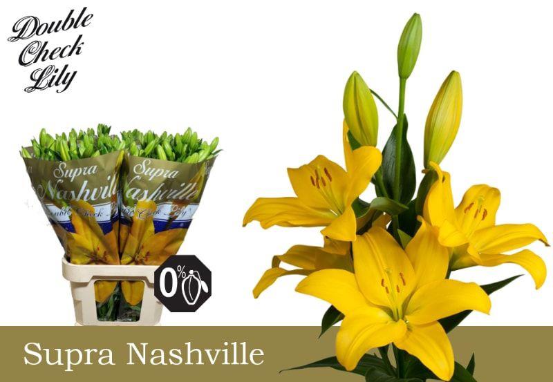10x Lil.nashville la 80cm