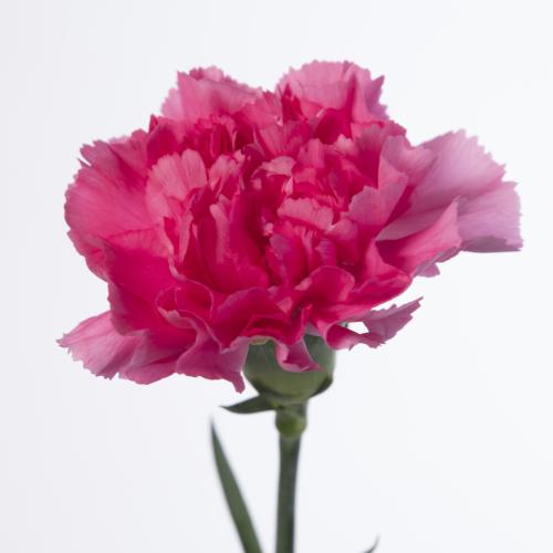 20x Dian.st.yukari cerise 60cm