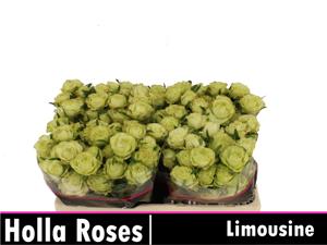 10x Rosa limousine 50cm
