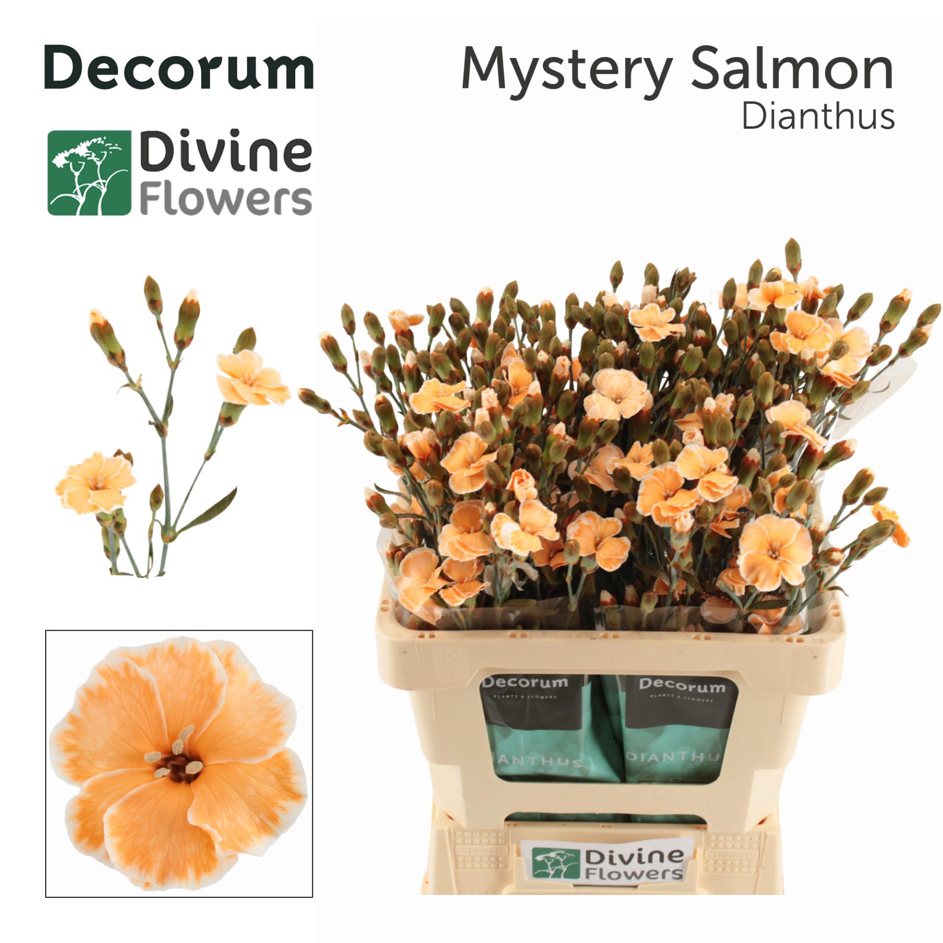 20x Dian.tr. solomio mystery salmon 60cm