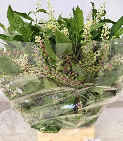 5x Sg phytolac. americ. 60cm
