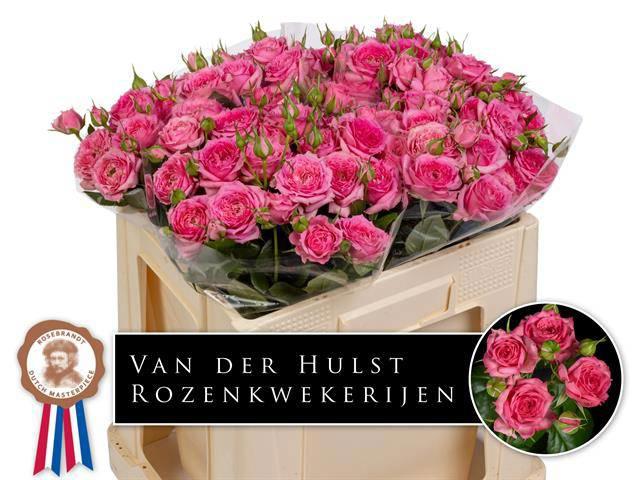 20x Rosa pink dimension 40cm