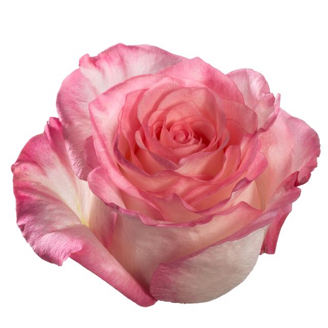 25x Rosa boulevard 60cm