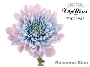 20x Chrysant rosanne blue 70cm
