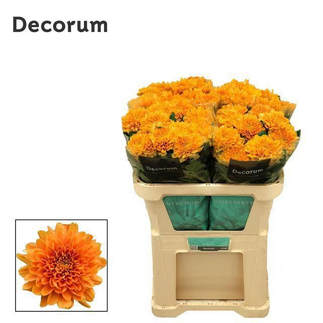 10x Chrysant kalimba orange 70cm