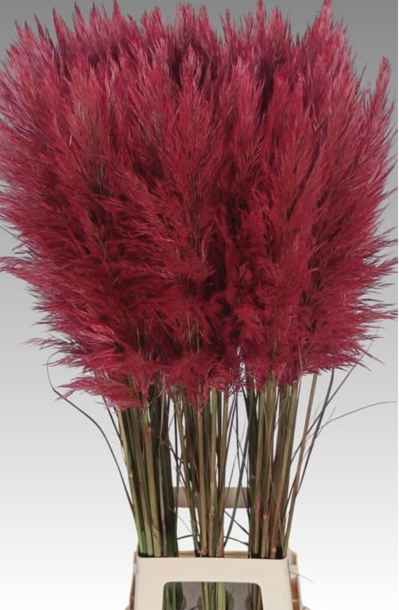 30x Sg cortaderia selloana bruin/rood 80cm