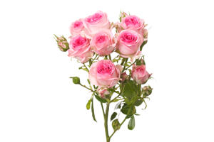 10x Rosa tralala 50cm