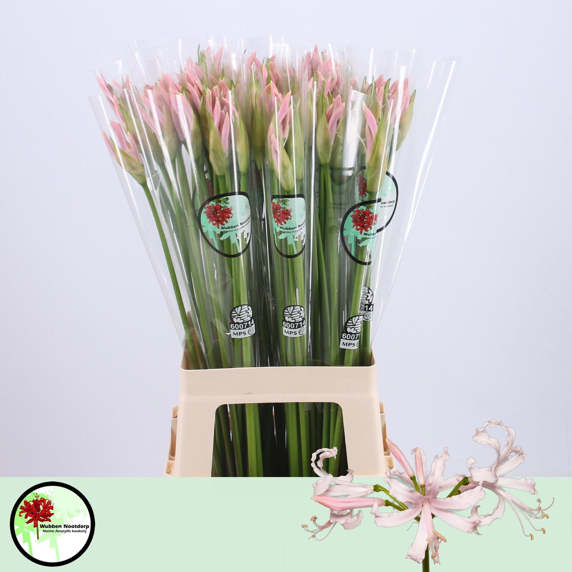 10x Nerine sofie 70cm