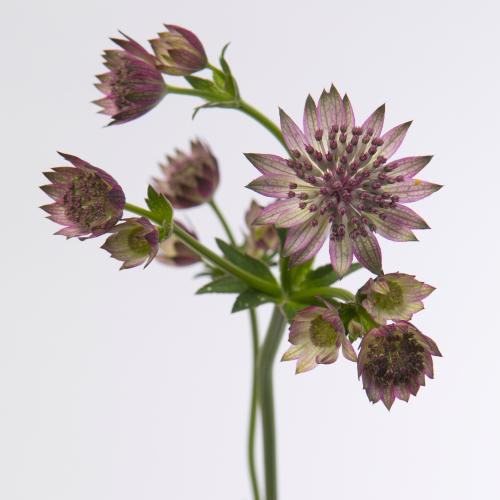 25x Astrantia roma 60cm