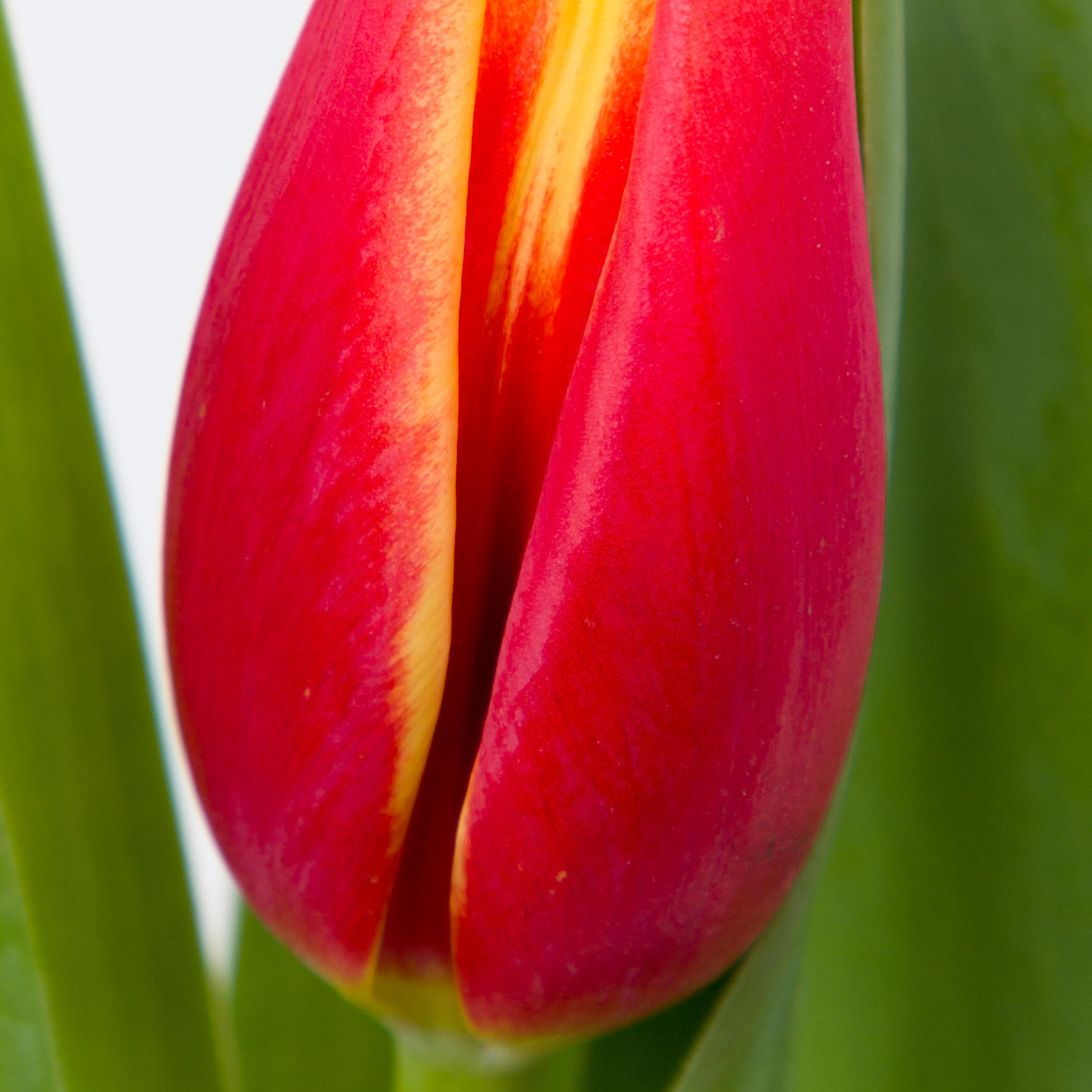50x Tulipa tarzan en 50cm