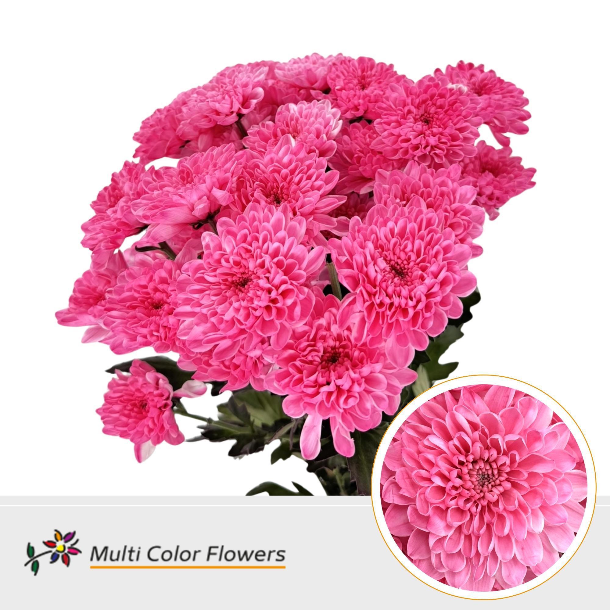 10x Chrysant altaj roze 60cm