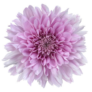 10x Chrysant kalimba 70cm