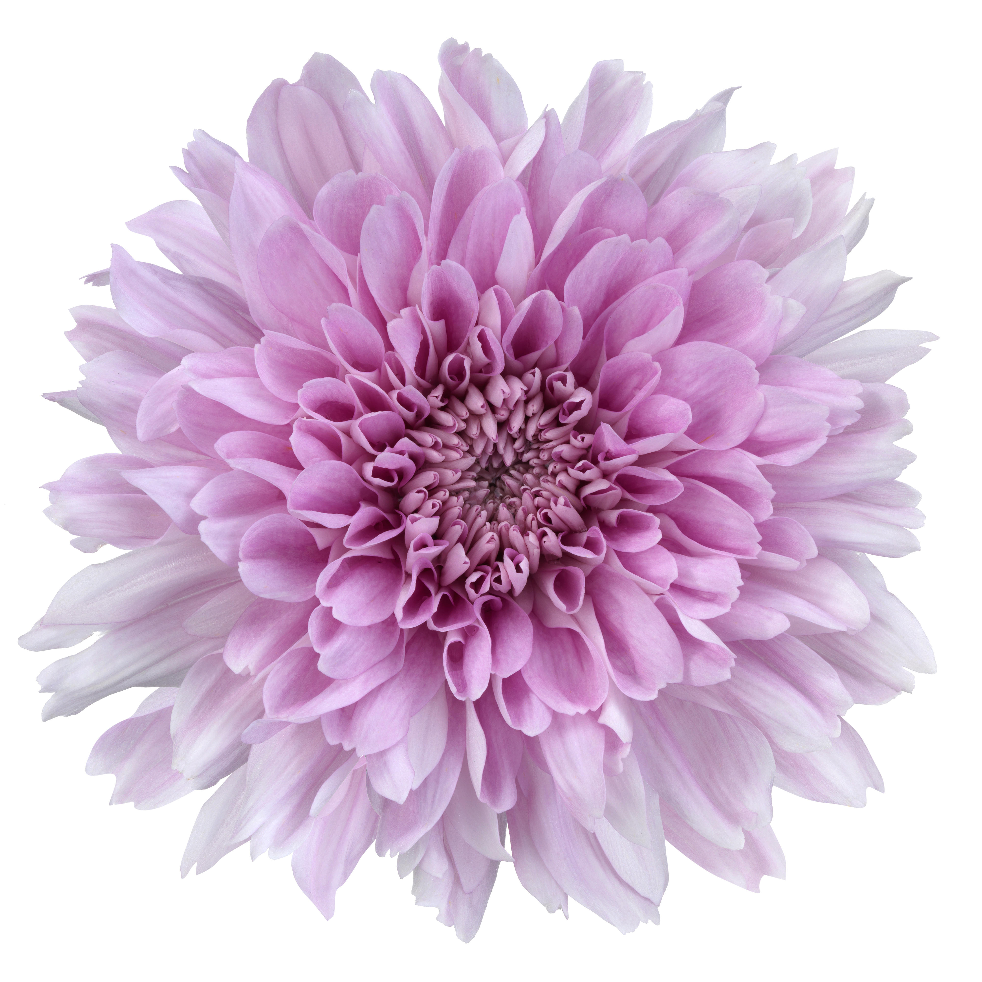 10x Chrysant kalimba g 70cm