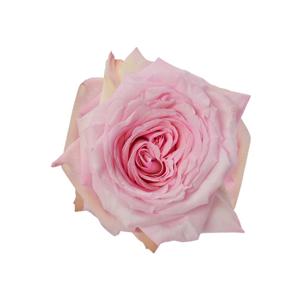 24x Rosa gard.pink o'hara 50cm