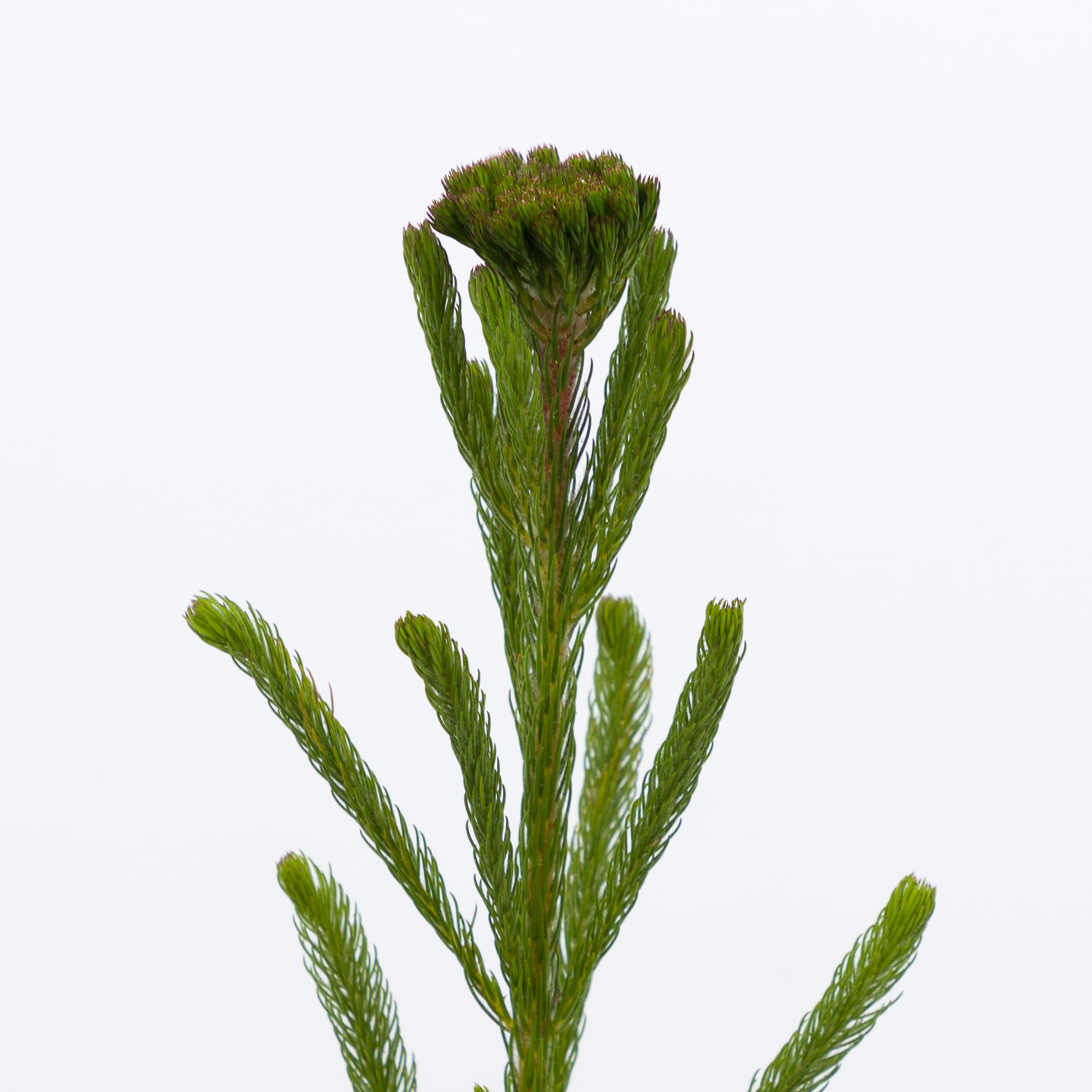 10x Pg brunia albigreen 40cm