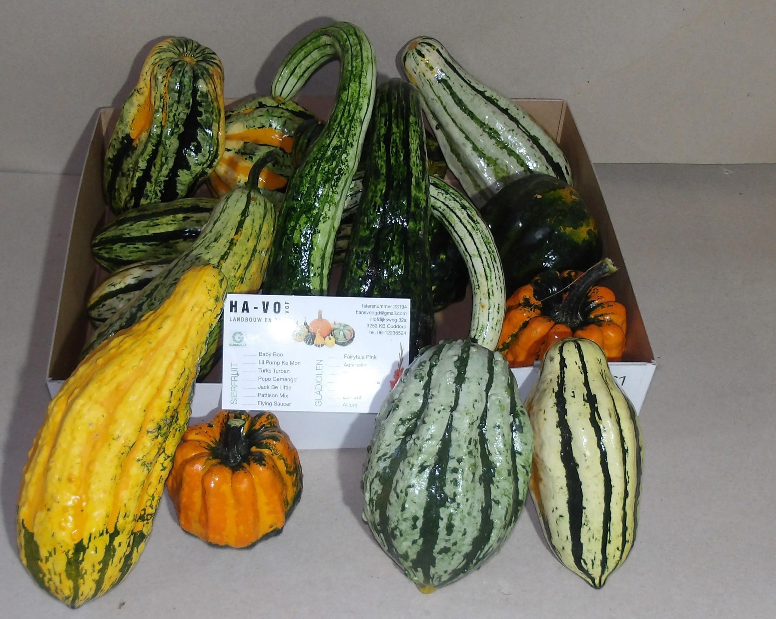 12x Sf cucurbita indian mix 10cm
