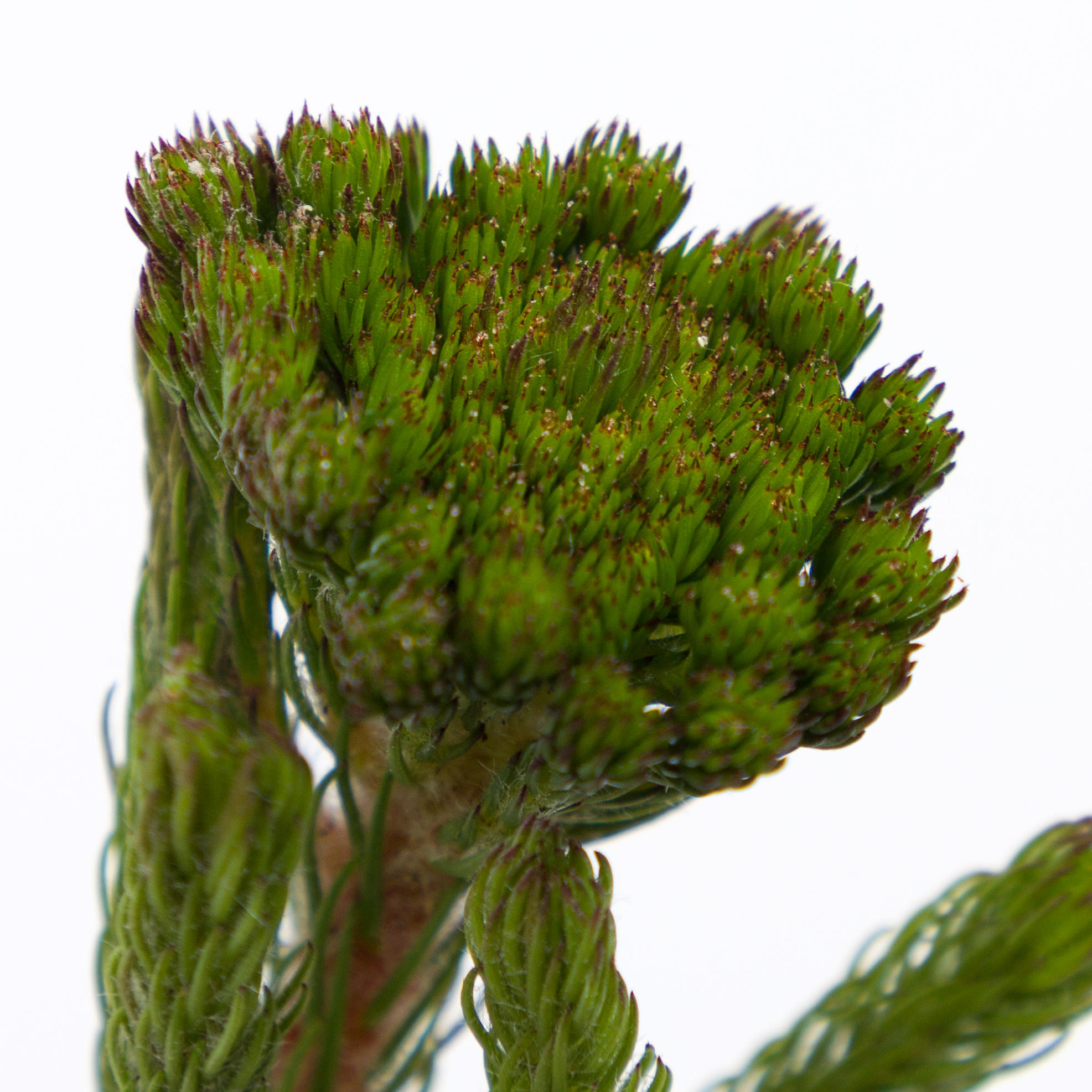 10x Pg brunia albigreen 40cm