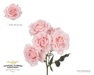 12x Rosa majolika 50cm