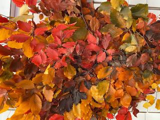 5x Dc fagus herfst gestabiliseerd 70cm