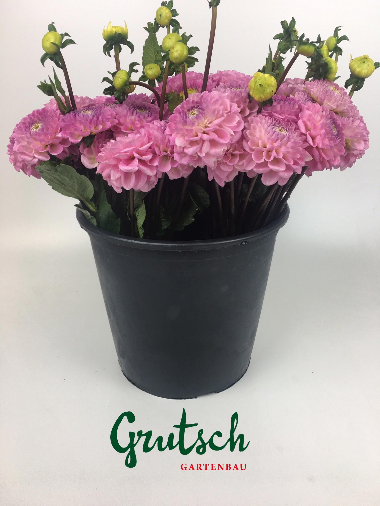 1x Dahl. - roze 30cm