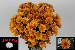 10x Chrysant orangina 70cm