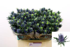 10x Eryngium supernova questar 60cm