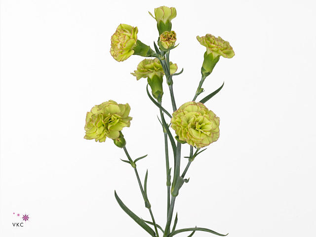 20x Dian.tr.tarufi 60cm