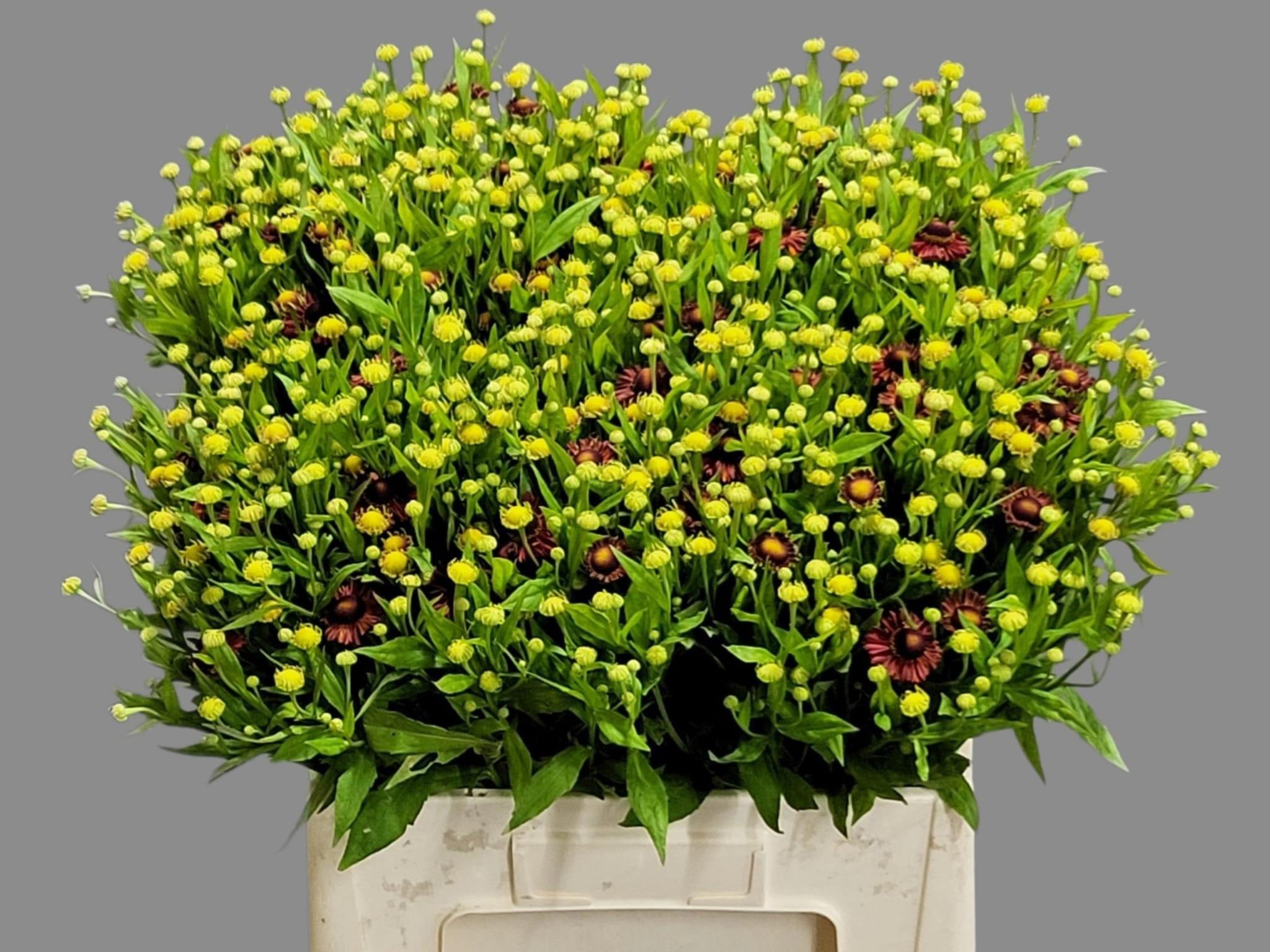20x Helenium red king 60cm