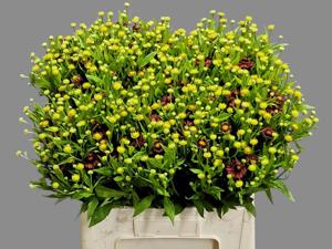 20x Helenium red king 60cm