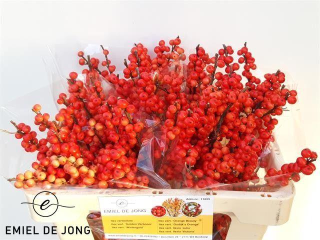 10x Ilex oudijk's oranje 50cm