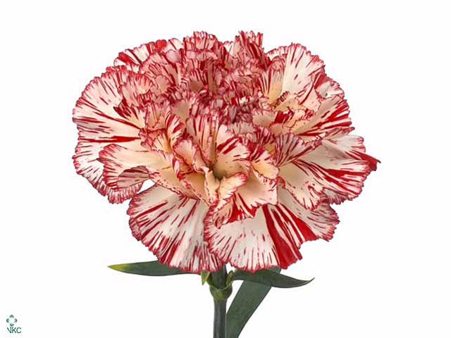 20x Dian.st.navidad 60cm