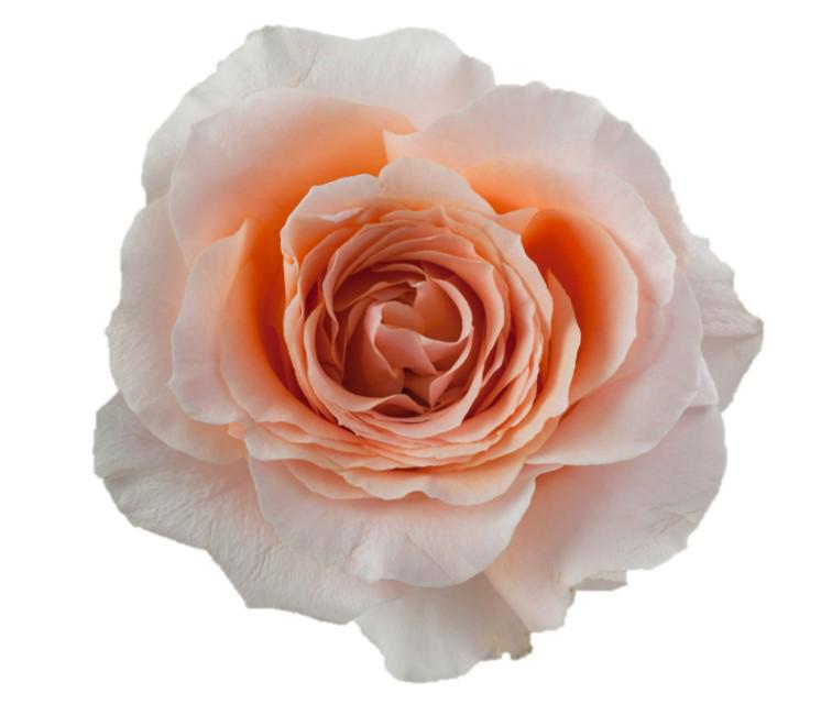 10x Rosa felicity 50cm