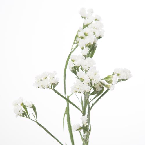 25x Lim.st.white starlight wings 80cm