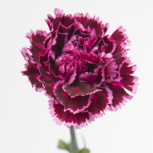 20x Dian.st.nobbio burgundy 70cm