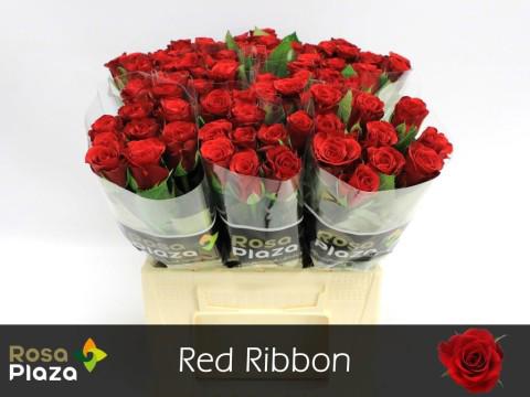 20x Rosa red ribbon 40cm