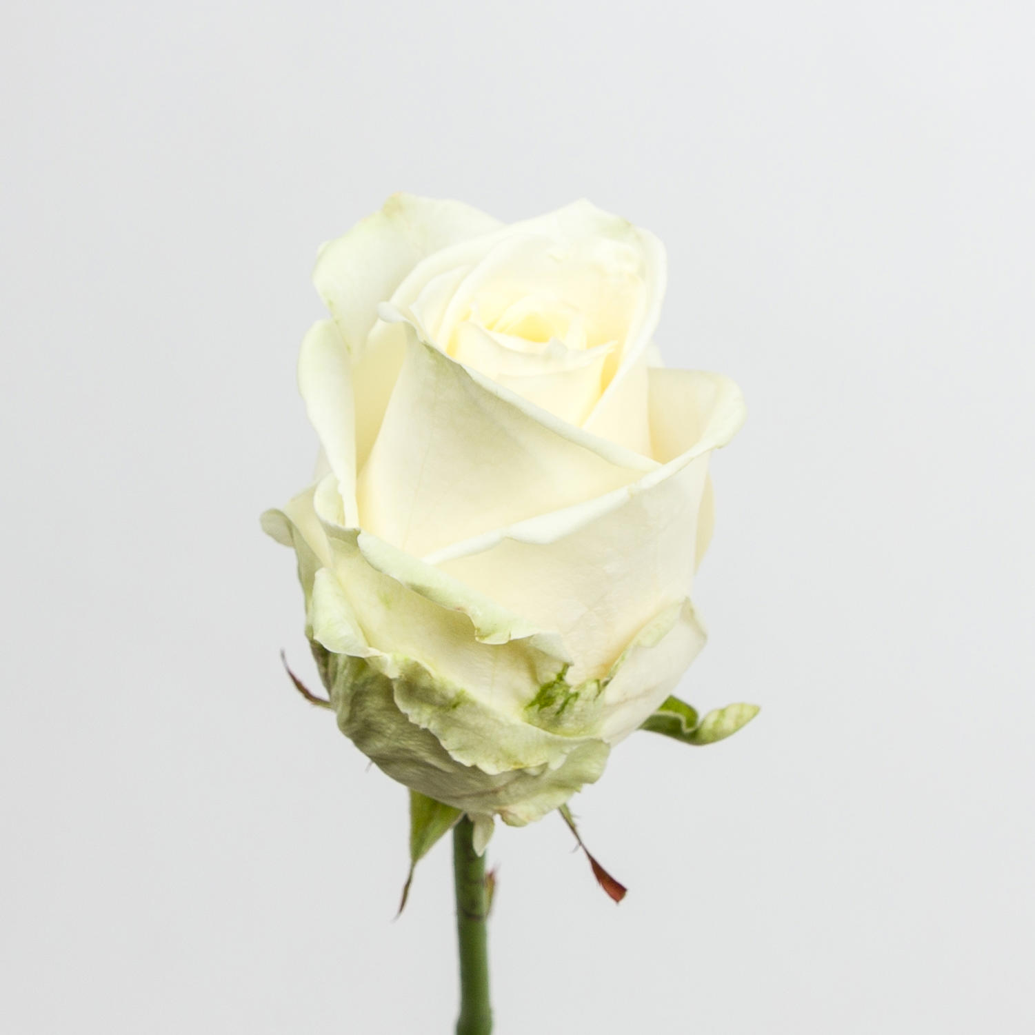 10x Rosa avalanche+ 50cm
