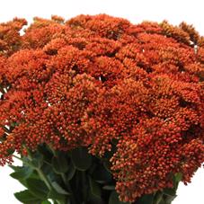 25x Sedum oranje 50cm