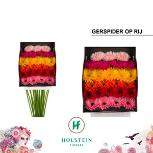 25x Germ.mix var.op rij 70cm