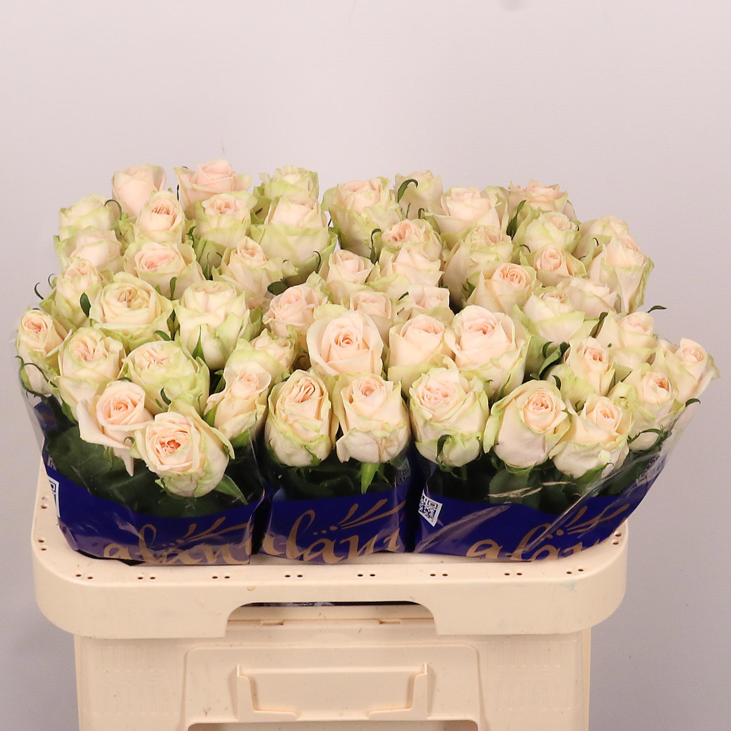 20x Rosa wedding rose 60cm
