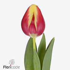 50x Tulipa furand dream en 40cm