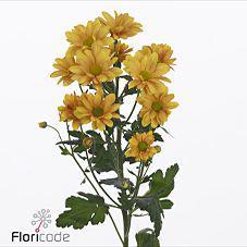 10x Chrysant orangina 70cm