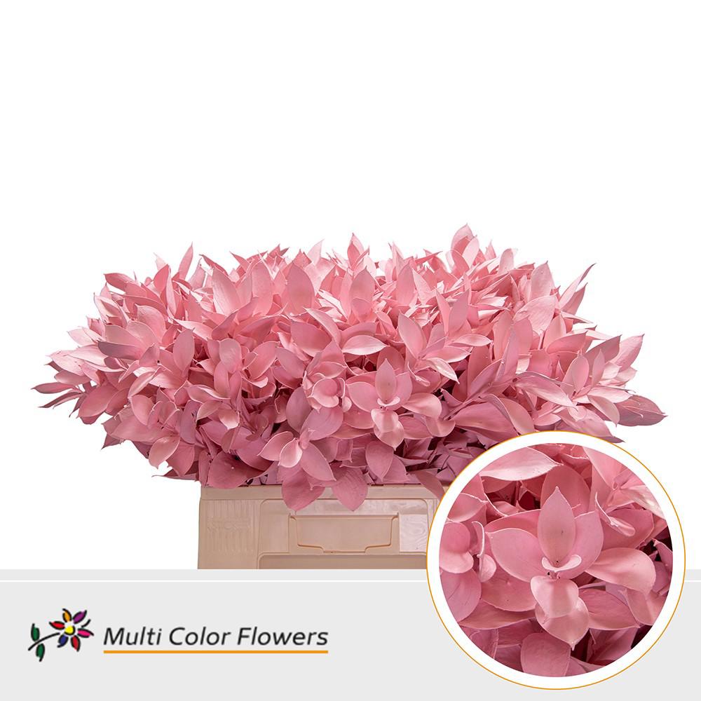 50x Sg ruscus 60cm